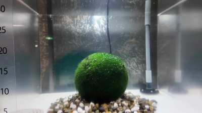 We made it to the Lake Akan Marimo Exhibition Center in Akanko Onsen, Hokkaido, Japan!