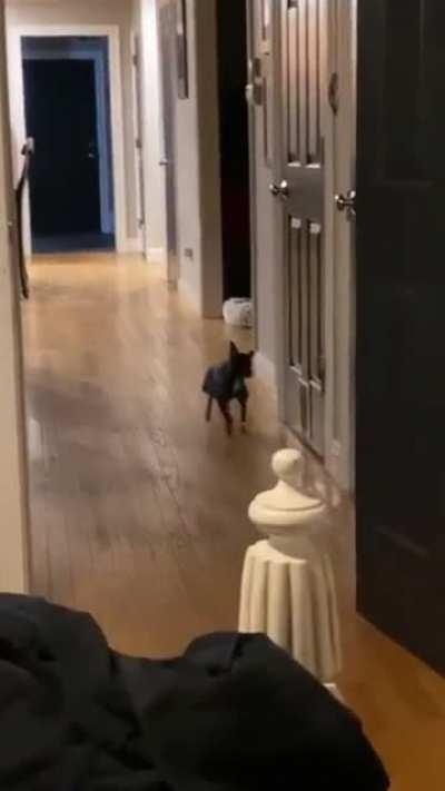 Dogey chugging right along :D