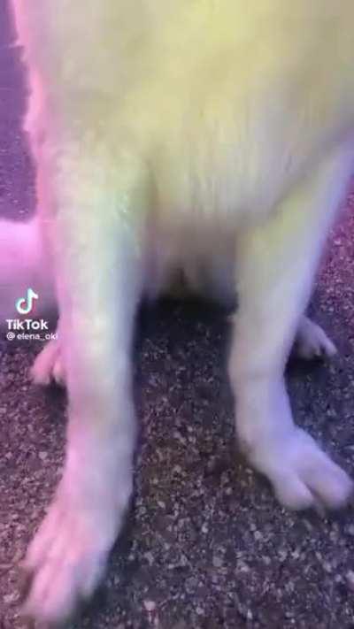 NFS MW/CARBON boss intros be like