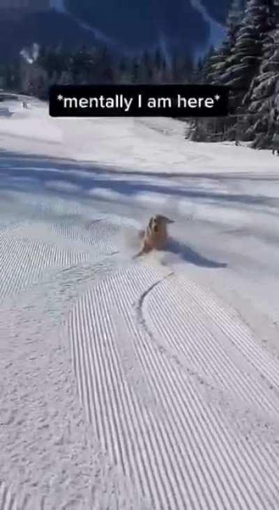 Come here now my cutie dog 🥰