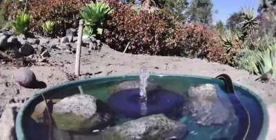 🔥 Wide variety of wildlife visiting watering hole