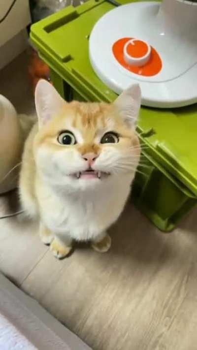 This cat is so right