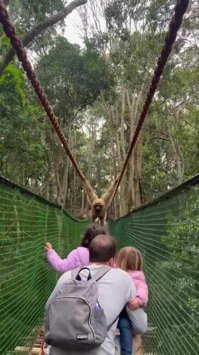 🔥 Gibbon swings over family