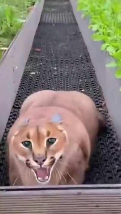 Floppa the roly-poly. Protector of flora