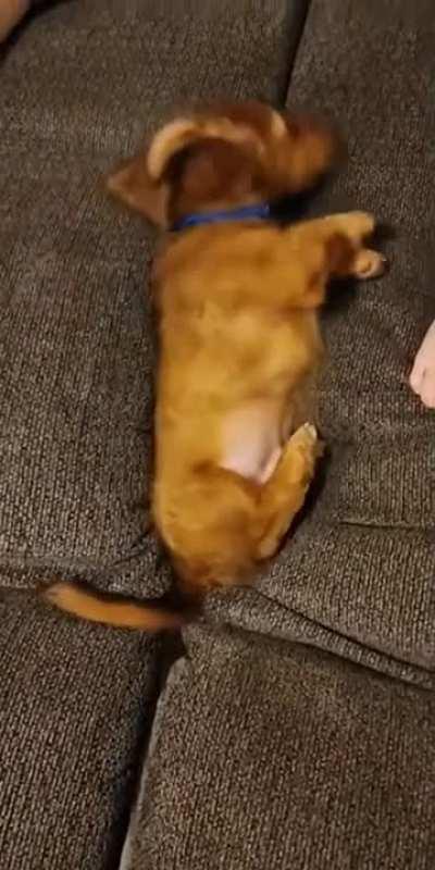 My doggo people need me down there.