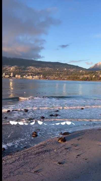 Family in Ontario kept asking if the high price is worth living here this past year so I spliced this video together for them 