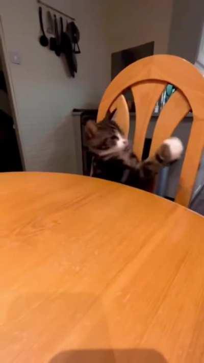 No kitty that's my cheesypoof