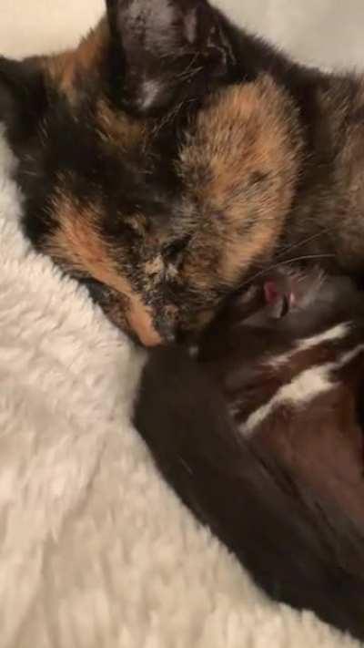 Accidentally woke up the little hamster man while he was cuddling and sleeping with his “real mom” (the cat)