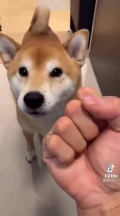 Blursed_Doge