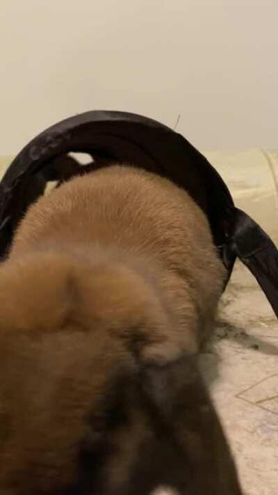 Queen of hearts does ASMR💗 (Bcs of her heart on her head)