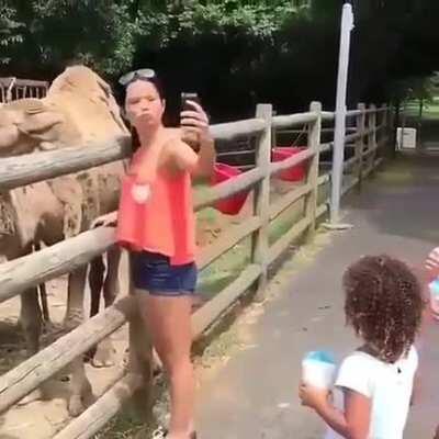 WCGW trying to take a selfie with a camel