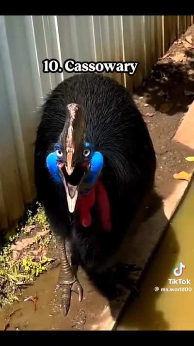 🔥 Strange and Scary Bird Sounds 🔥