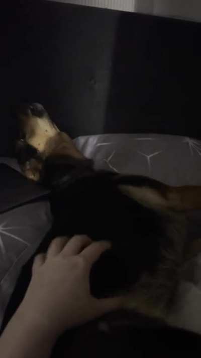 This is Sansa! She’s never howled back at me before, but now she’s singing!