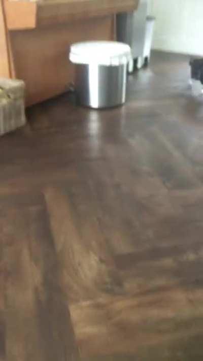 Our bunny likes to show dominance and hunts the cat (OC)