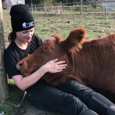 Cows can be very needy for attention