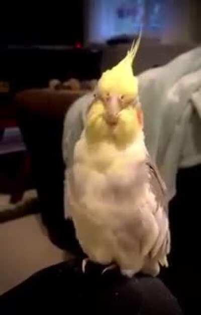 An opera singer bird.