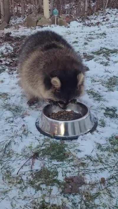 I accidentally bought a dog bowl, for the accidentally bought dog food, that I accidentally keep feeding the raccoons, that I accidentally have fallen in love with and named (Beethoven because his little hands would be great on a piano)