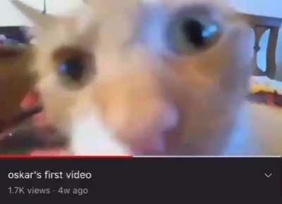 be like oscar guys vote for him for president