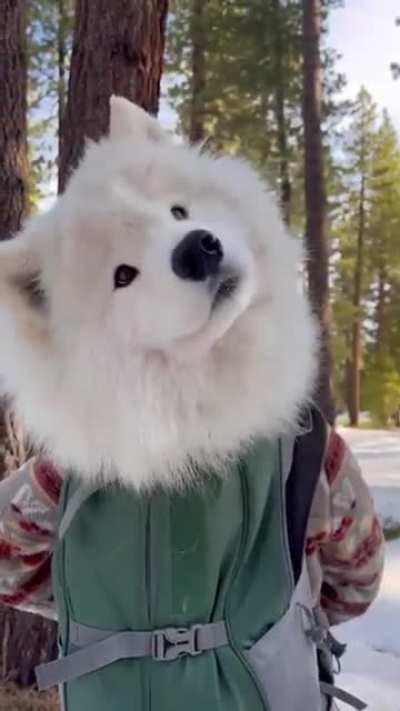 Doggo chilling in the backpack