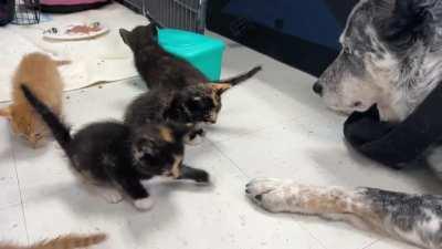 It’s a prison break!