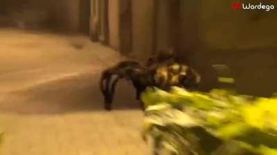 Someone bought this costume for their dog and let him loose