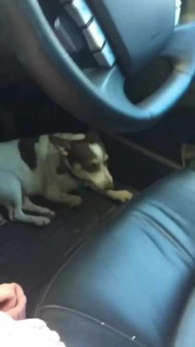 Growling at your dog