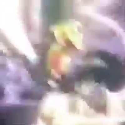 Jojo but is in a fiesta in Mexico