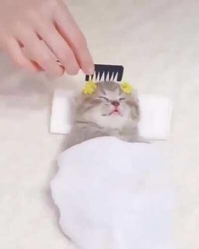 Solo un lindo gatito <3.