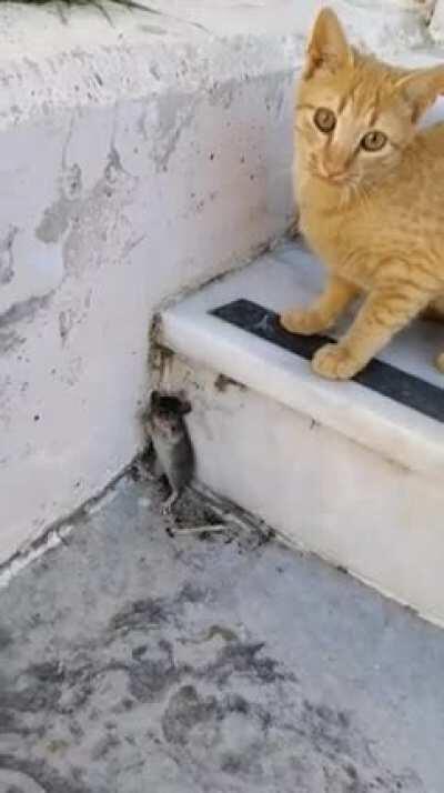 Tom & Jerry real life.