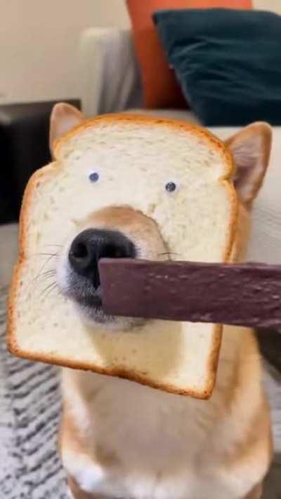 Purebread Doggo