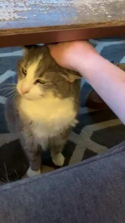 Umm excuse me...you’re not done petting me