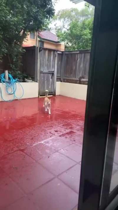 He's gonna go cry in his room