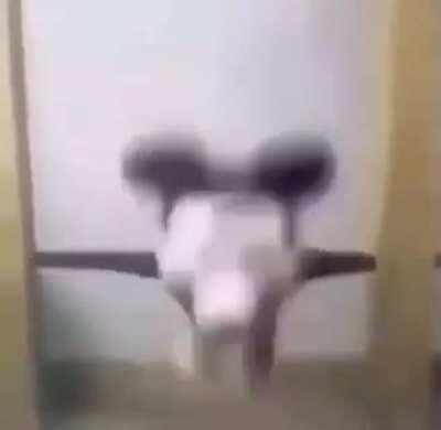 micket mouseun gerçek yüzü ???