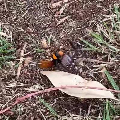 An Australian spider wasp paralysing a huntsman spider before dragging it away to a burrow where she'll lay her eggs on it so her young can feed on the spider when they hatch