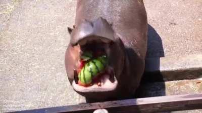 This Hippo crushing a watermelon like it’s nothing