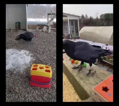 Crows Can Problem Solve And Get Frustrated When It's Hard 