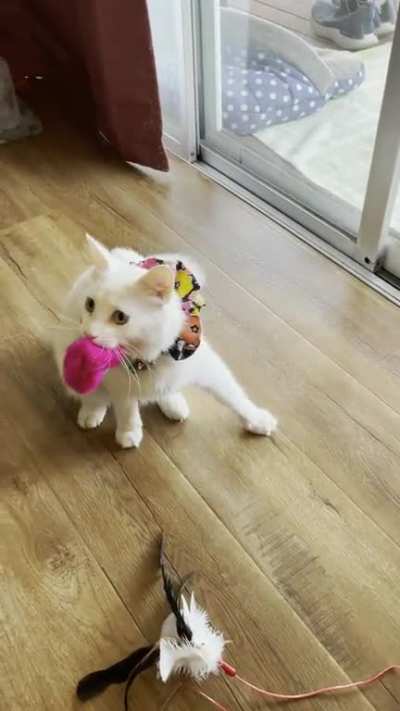 “Snow” carrying his new toy