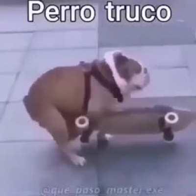 Perro truco