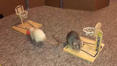 Pickle (gray) and Omelet (white) Playing vs Basketball Together for the 1st Time!