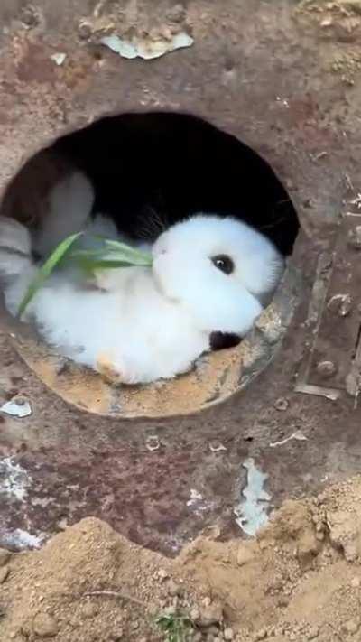 eeh .. what’s up doc?