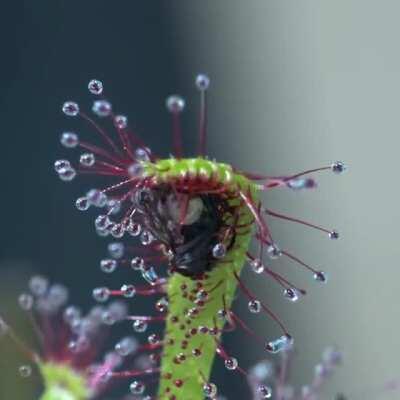 Rosyanka got its name because of small droplets of sticky liquid, located on the hairs covering the leaves (from the Greek drosos - 