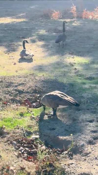 A Canada Goose with really short legs