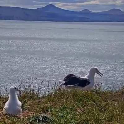Due to the narrow wings of the albatross landing can be difficult, not to mention embarrassing in front of the chicks. They prefer windy conditions which help prevent these crashes, but luckily they evolved to be sturdy enough to survive them when they ha