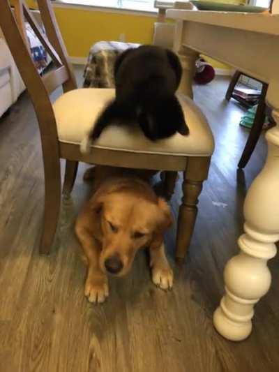 Classic cat and dog