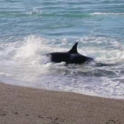 Orca grabbing dinner
