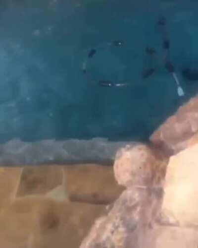 The stupidest of prizes