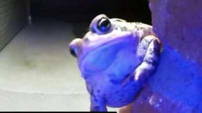 Poke Rings The Doorbell