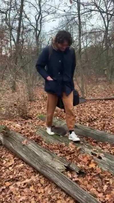 Does anyone else have a puppy-bunny that they can take on walks without a leash? 🐰 🐶 We do this everyday!