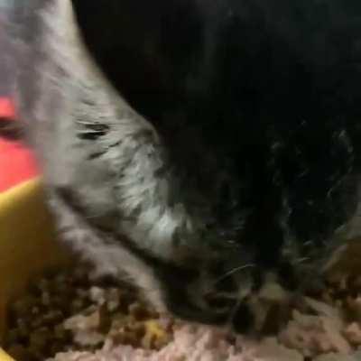 What he did for that cute cat is truly from his heart.