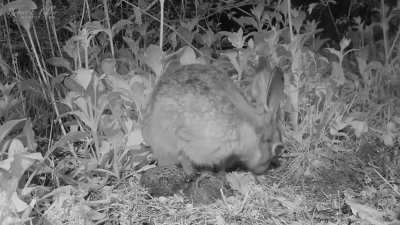 To cover them up „the best she can”